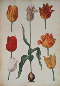 Tulpen: aus Verzameling van Bloemen naar deNatuur getekend (Sammlung von Blumen nach der Natur gezeichnet) c.1630